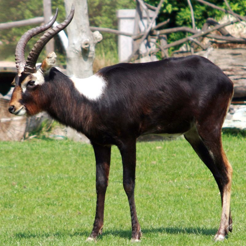 hunting